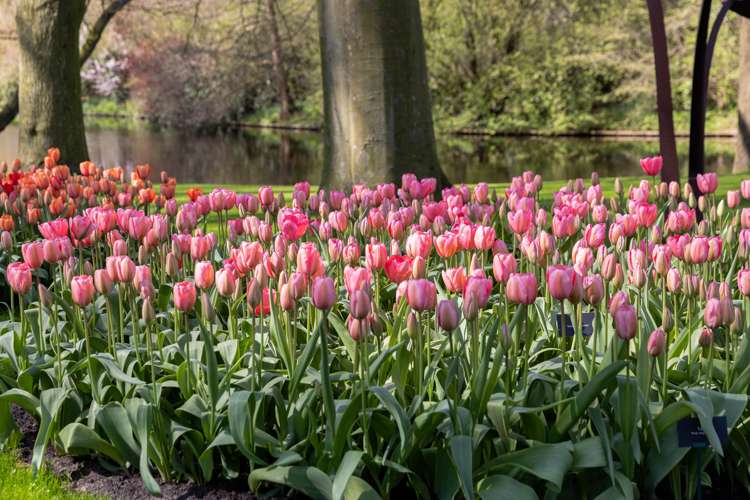 Tulpe 'Design Impression'